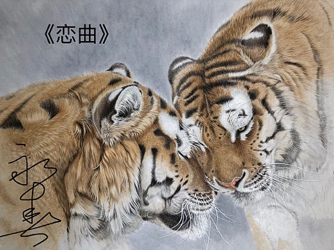 老虎相亲