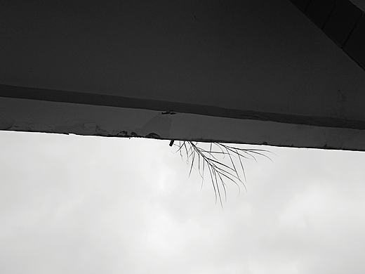 手机摄影 黑白图像