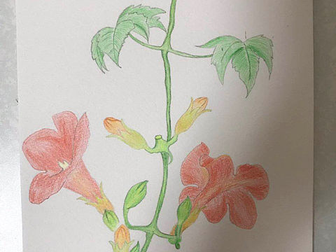 凌霄花（个人主页-ZNTA5MjAzMDQ=） - 艺术插画 - 站酷设计师Z93442378原创素材 - 站酷ZCOOL