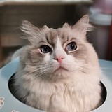 猫婆豆腐的头像