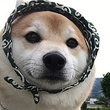 迷路的妖怪的头像