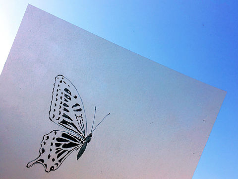 缺翅蝴蝶画