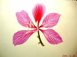 洋紫荆（个人主页-ZMzA4MDEyMA==） - 绘画 - 站酷设计师幻oO影原创素材 - 站酷ZCOOL