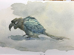 水彩原創(chuàng)-小小鸚鵡