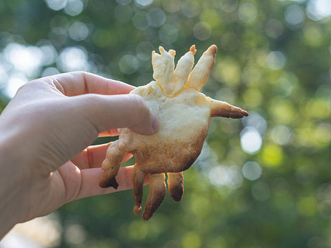 研学记录-幸福面包师