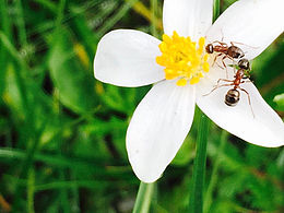 自然 生態(tài) 花 