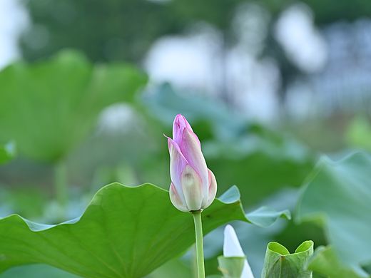 雨后荷花