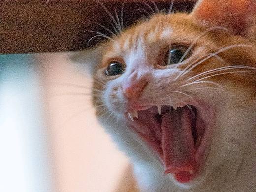 家有橘猫