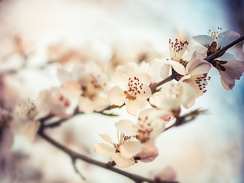 花季（個人主頁-ZMjEwMTU5MDA=） - 風(fēng)光攝影 - 站酷設(shè)計師VictorYang原創(chuàng)素材 - 站酷ZCOOL