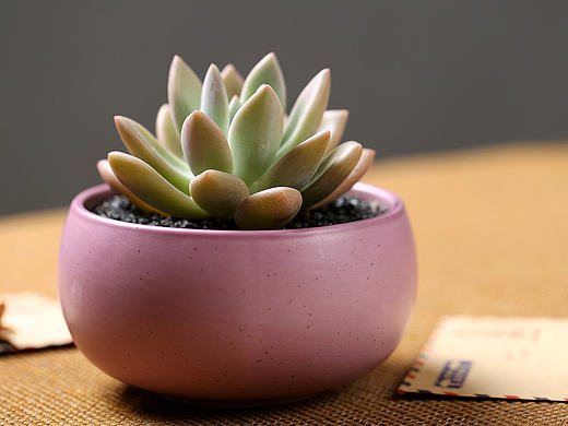 多肉植物 绿植 盆栽 奥普琳娜