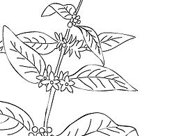 一组关于咖啡的生长过程手绘插画~