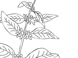 一组关于咖啡的生长过程手绘插画~
