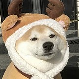 南港的乌鸦的头像
