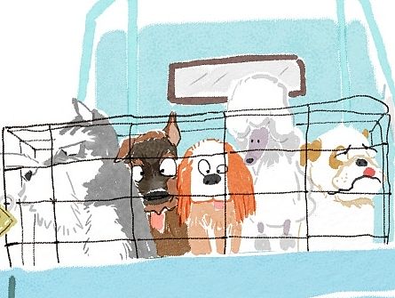 绘本故事：pet problems