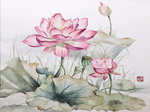 四季  夏荷