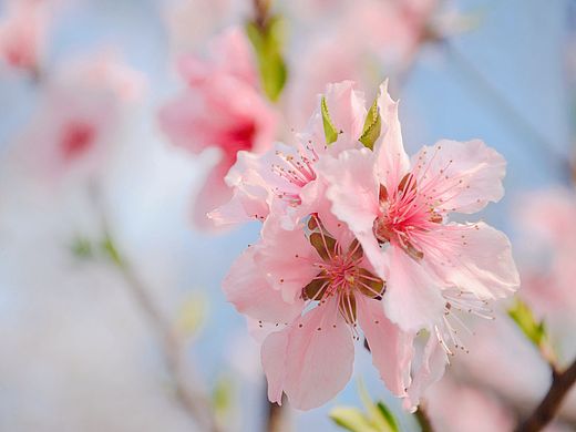 桃花（個(gè)人主頁(yè)-ZNDA1Mjc4NTY=） - 風(fēng)光攝影 - 站酷設(shè)計(jì)師WuSirrW原創(chuàng)素材 - 站酷ZCOOL