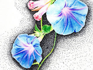 手绘牵牛花步骤