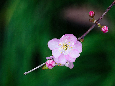 给你点儿color see see