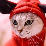 Evan喵的头像