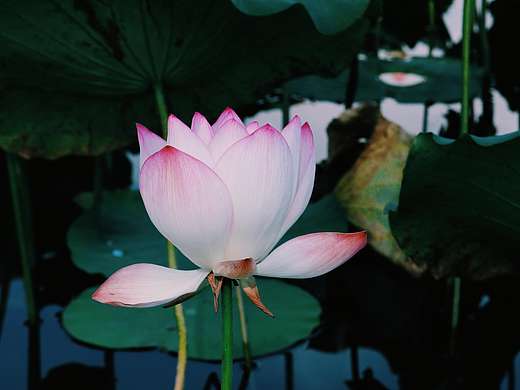 摄影 • 荷花（个人主页-ZNjA4NDM2NzI=） - 风光摄影 - 站酷设计师逍遥妖妖欣原创素材 - 站酷ZCOOL