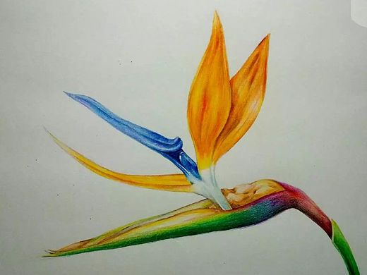 彩铅画--天堂鸟