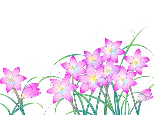 花卉韭莲