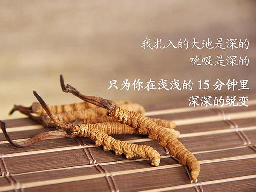 虫草精华滋养面膜包装设计