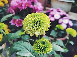 【魅族16手机随拍】秋菊暗香