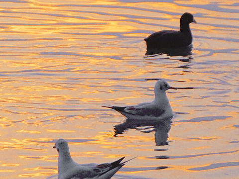 鷗（個(gè)人主頁-ZNTc5NTkyMjA=） - 風(fēng)光攝影 - 站酷設(shè)計(jì)師好消息哇原創(chuàng)素材 - 站酷ZCOOL