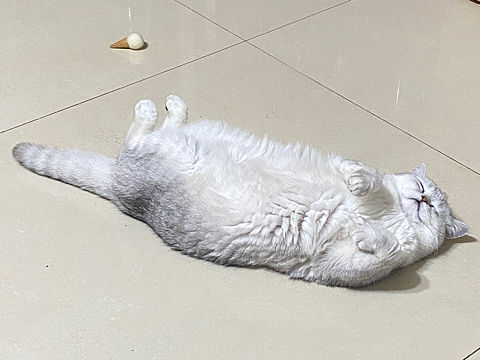 做一只慵懒的小猫咪吧（个人主页-ZNjA0NTcyMzY=） - 宠物摄影 - 站酷设计师Z100751036原创素材 - 站酷ZCOOL