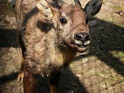 生命的圍城（上海動物園）