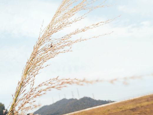 天空、芦苇