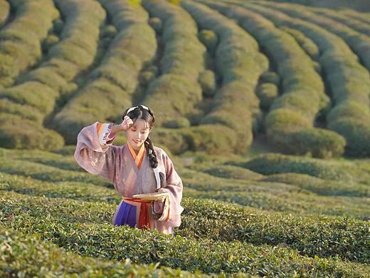 采茶纪（客片分享）