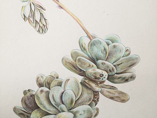 多肉（個(gè)人主頁(yè)-ZMzQ2OTE4MDA=） - 繪本 - 站酷設(shè)計(jì)師每日一畫(huà)原創(chuàng)素材 - 站酷ZCOOL