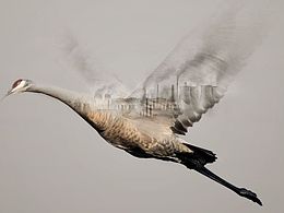 金犊奖参赛作品公益系列，希望能够做的更好