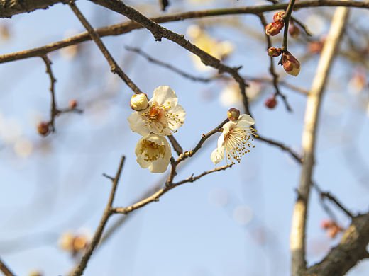 又到了一年一度拍梅花的时候（个人主页-ZNTc3OTkxMzI=） - 风光摄影 - 站酷设计师大块头马克西姆原创素材 - 站酷ZCOOL