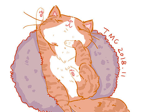 猫