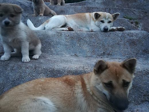 狗狗的幸福的时光！（个人主页-ZMzAxOTg4NDQ=） - 宠物摄影 - 站酷设计师你触不可及的太阳原创素材 - 站酷ZCOOL