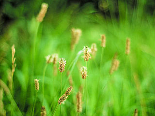 那些被阳光沐浴的精灵