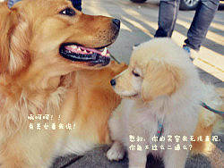 小寶君和憨憨叔（三）