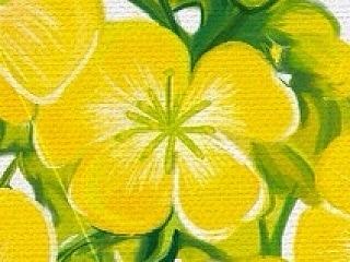 油菜花