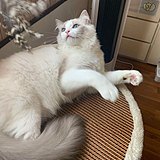 用户头像