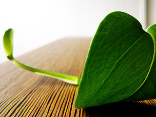 绿萝-----办公桌一角