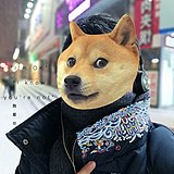 有猫饼CCC的头像