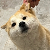 Just猪红的头像