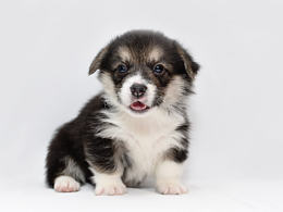 狗