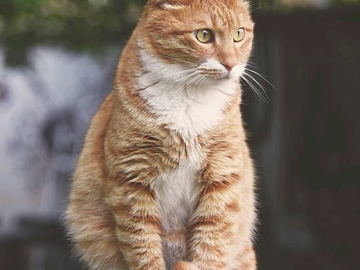 喵先生（個人主頁-ZMTc0MDkyMDA=） - 寵物攝影 - 站酷設(shè)計師lml_molin原創(chuàng)素材 - 站酷ZCOOL