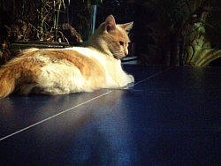 一只叫王小贱的猫（个人主页-ZMTk3NzE3Ng==） - 宠物摄影 - 站酷设计师言不甩原创素材 - 站酷ZCOOL