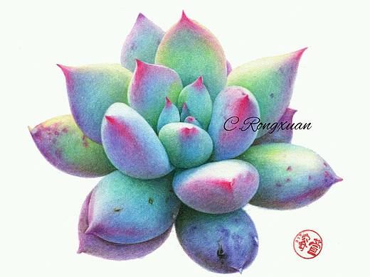 【溶萱手绘】多肉原始卡罗拉