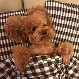 Chestnut_LRY的头像